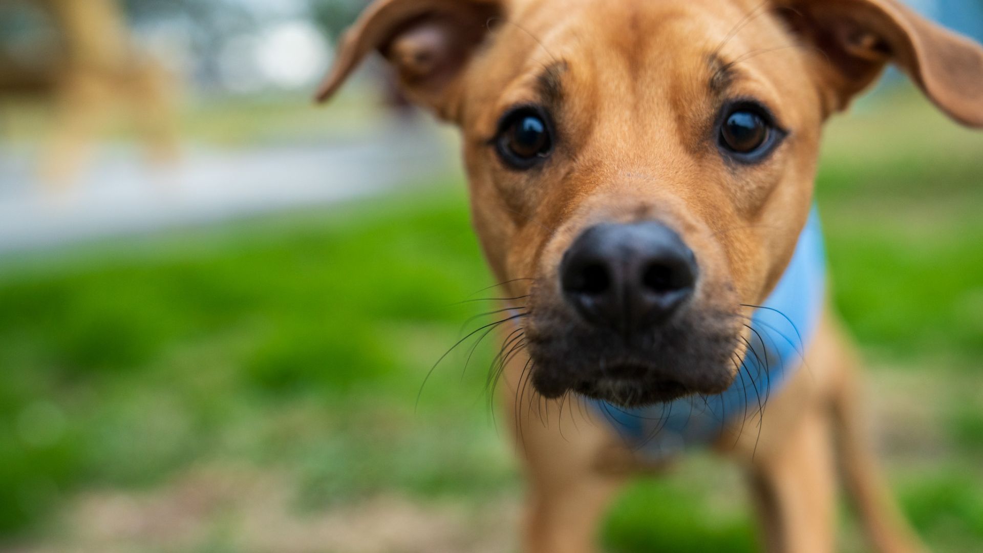 Close-up of a goose patient at Bellevue Animal Clinic